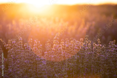 Lavender flowers at sunset in a soft focus, pastel colors and blur background. © erika8213