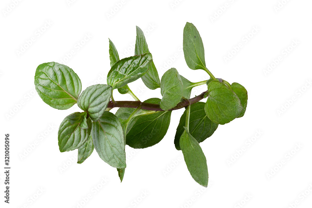 fresh Oregano herb isolated on white background. fresh Oregano herb isolated on white background.