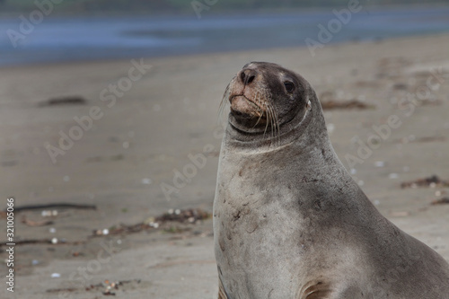 Seal at Surat Bay Catlins. Beach and coast New Zealand