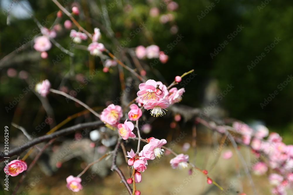 plum blossom chinese flowers