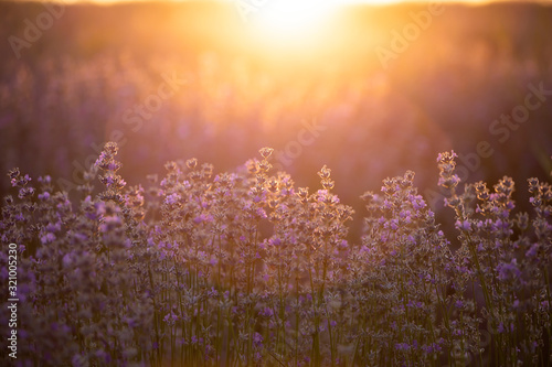 Lavender flowers at sunset in a soft focus  pastel colors and blur background.