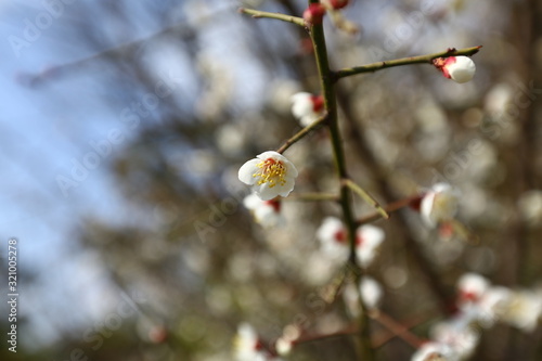 plum blossom chinese flowers