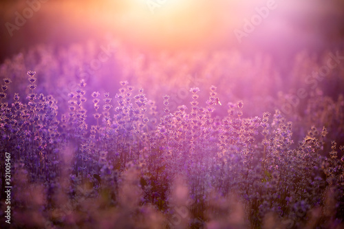 Lavender flowers at sunset in a soft focus, pastel colors and blur background.