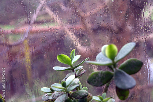 leaves of indoor flower against a window pane with raindrops