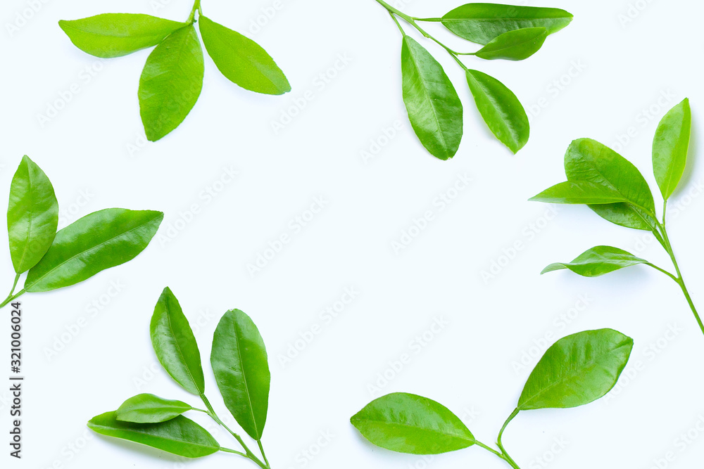 Frame made of citrus leaves on white background.