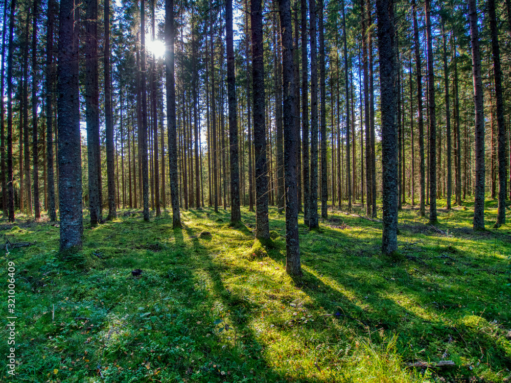 Obraz premium sun streaming through a moss covered spruce forest