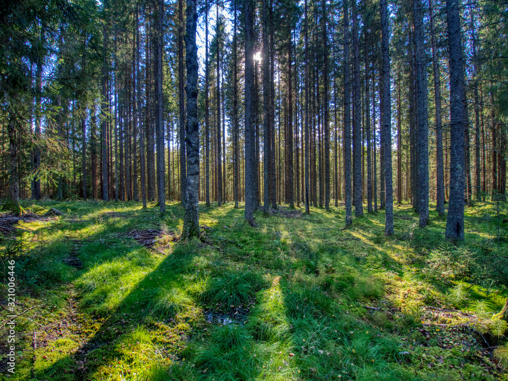 sun streaming through a moss covered spruce forest sun streaming through a moss covered spruce forest