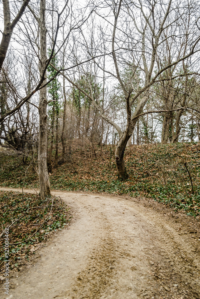 The ambiance of deciduous forest in autumn The ambiance of deciduous forest in autumn