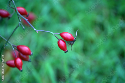 ripe red wild rose fruit on a branch