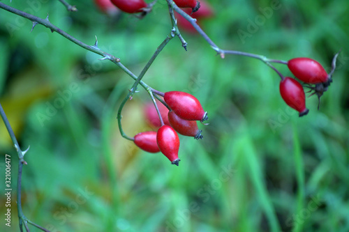 ripe red wild rose fruit on a branch
