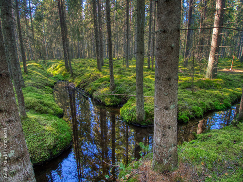 Konstfotografi water filled ditch in mossy spruce forest