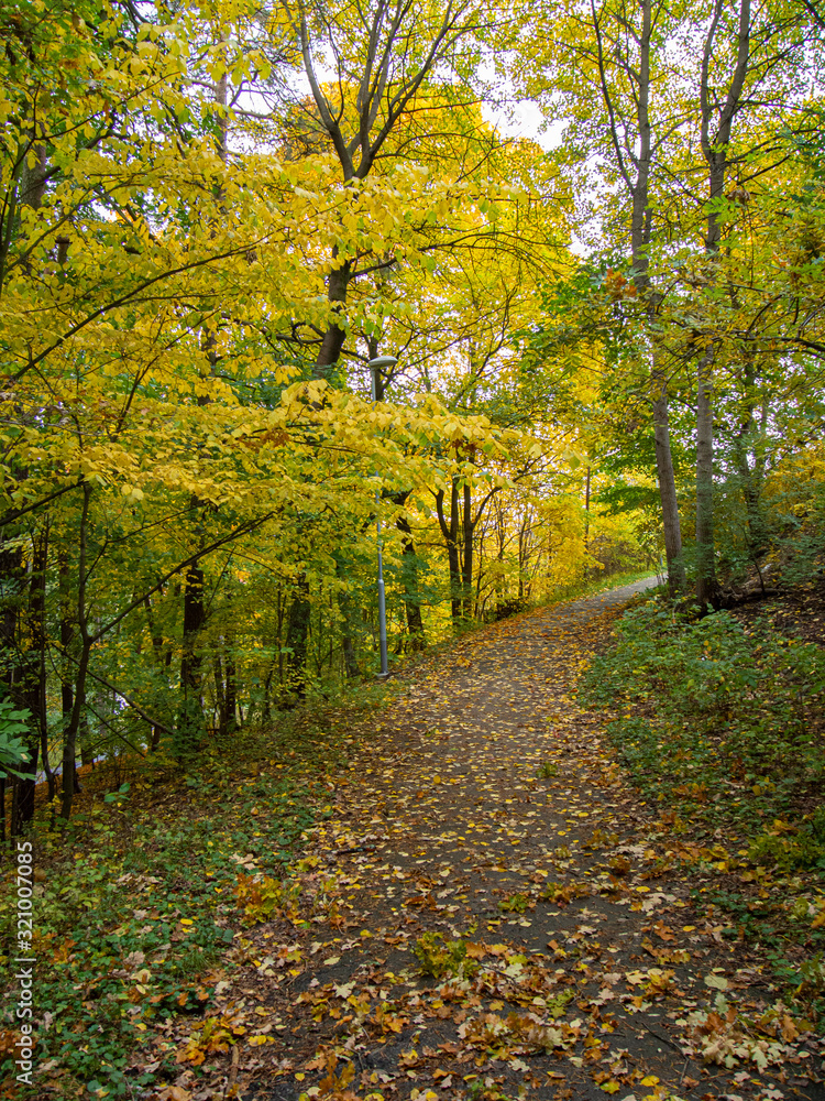 Fototapeta premium autumn in the park