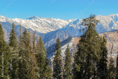 Tall pine trees against himalayan mountains and clear sky