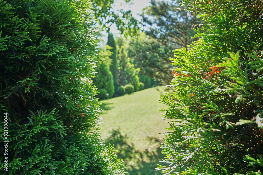 Obraz premium Backyard garden decoration concept