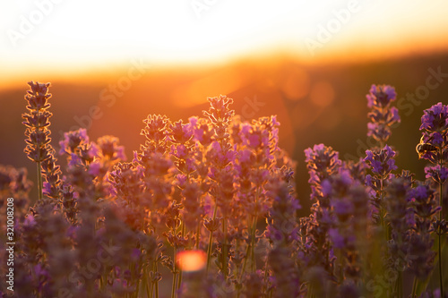 Lavender flowers at sunset in a soft focus, pastel colors and blur background. © erika8213