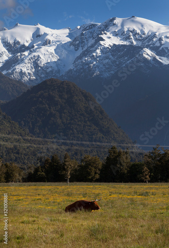 Cow in Meadow. Franz Josef glacier. Moutains snow. New Zealand