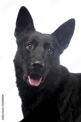 Portrait of a beautiful shepher dog