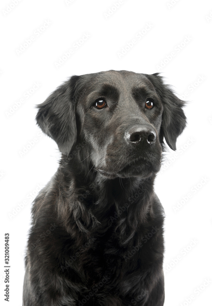 Portrait of an adorable mixed breed dog Portrait of an adorable mixed breed dog
