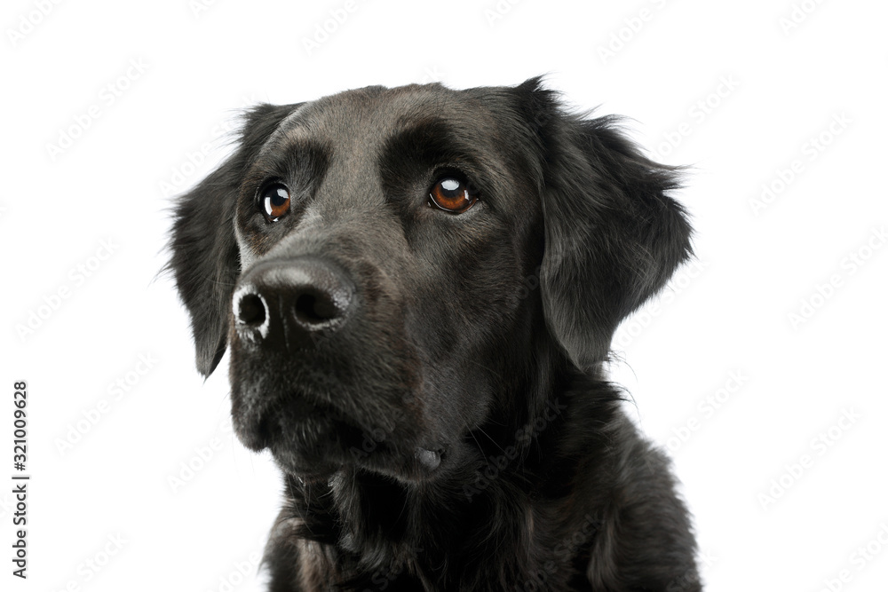 Portrait of an adorable mixed breed dog