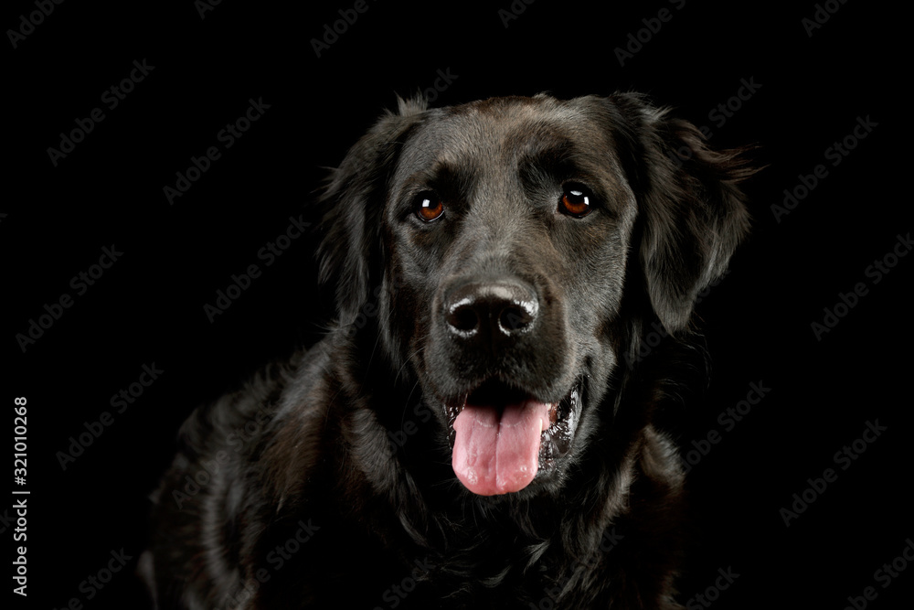Portrait of an adorable mixed breed dog Portrait of an adorable mixed breed dog