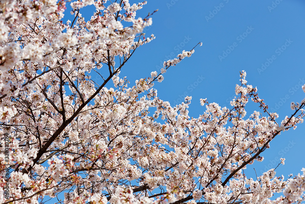 Blooming cherry blossom on blue sky background Blooming cherry blossom on blue sky background