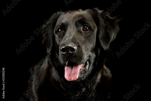 Portrait of an adorable mixed breed dog © kisscsanad