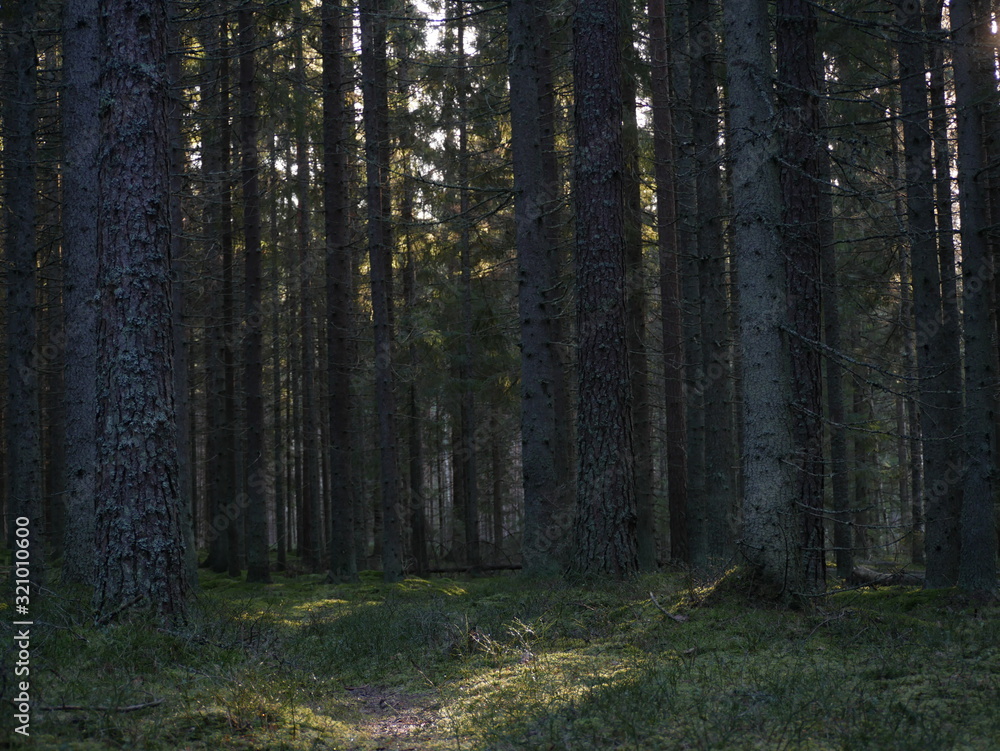 Obraz premium forest in fog