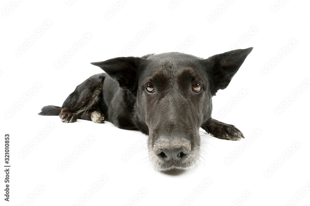 Studio shot of an adorable mixed breed dog Studio shot of an adorable mixed breed dog