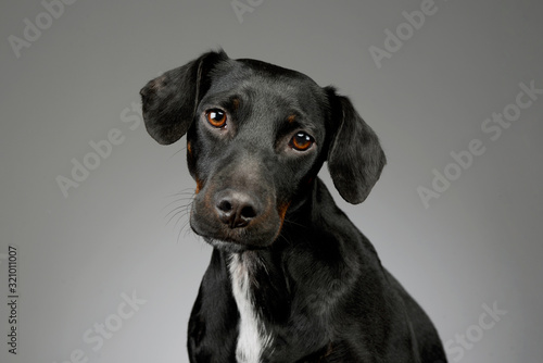 Portrait of a beautiful mixed breed dog © kisscsanad