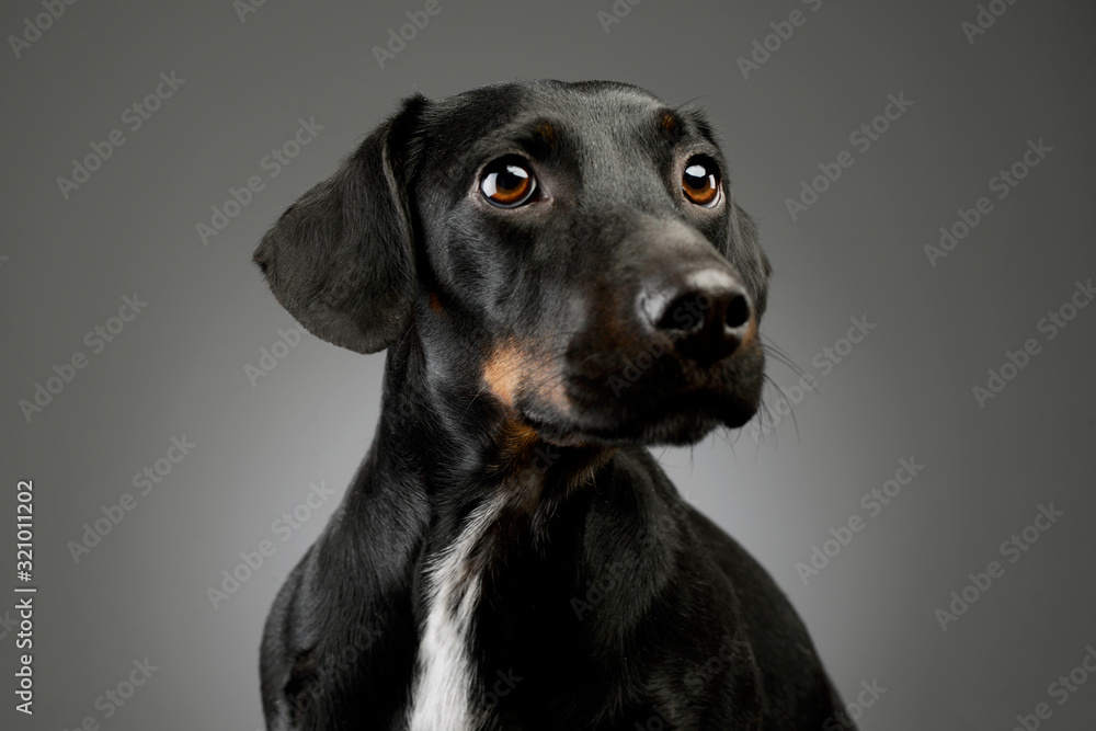 Portrait of a beautiful mixed breed dog