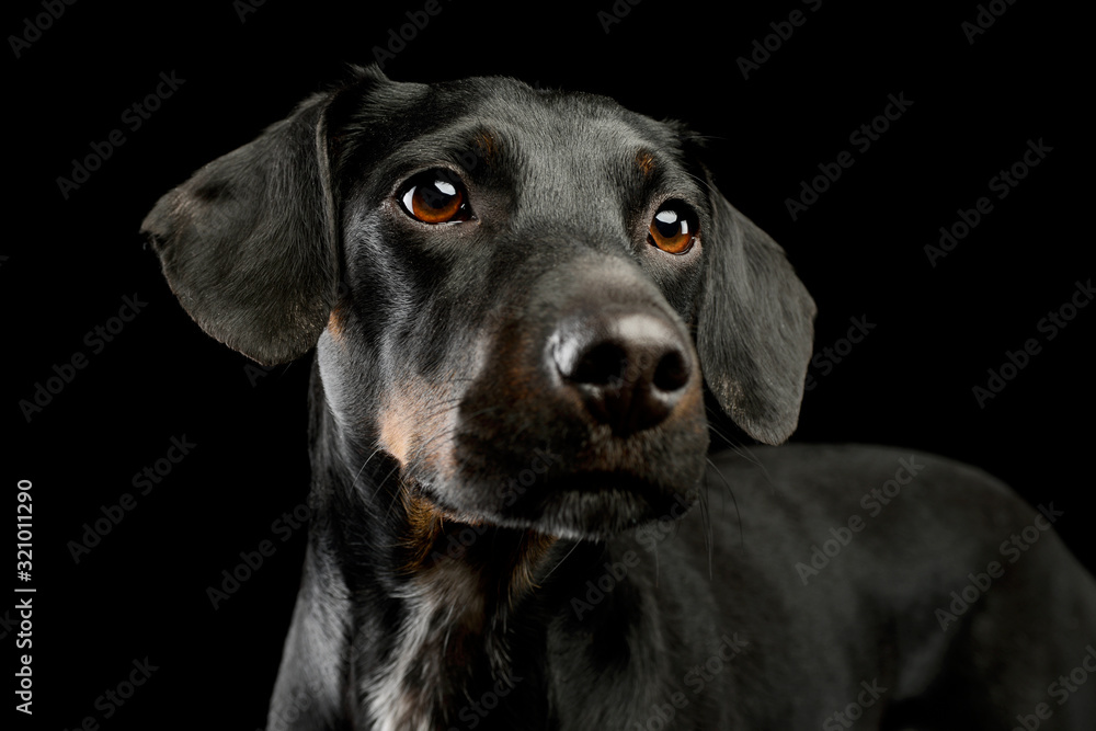 Portrait of a beautiful mixed breed dog Portrait of a beautiful mixed breed dog