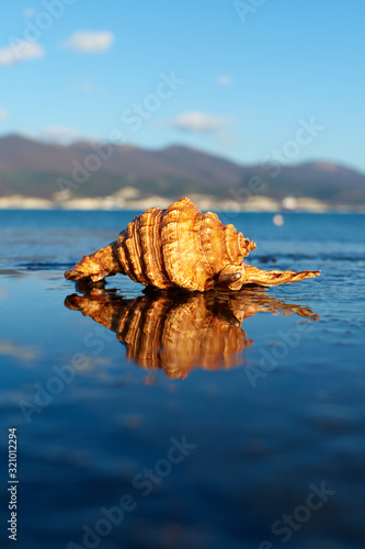 sea shell on the beach