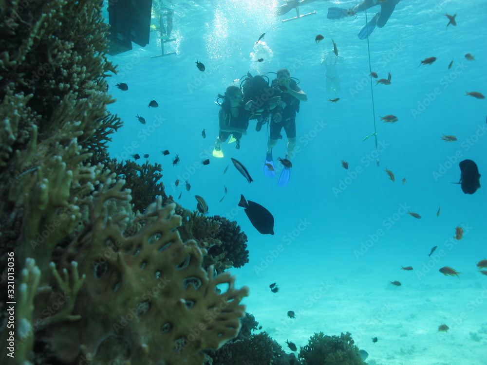 Fototapeta premium Scuba divers love the Red Sea for its rich world