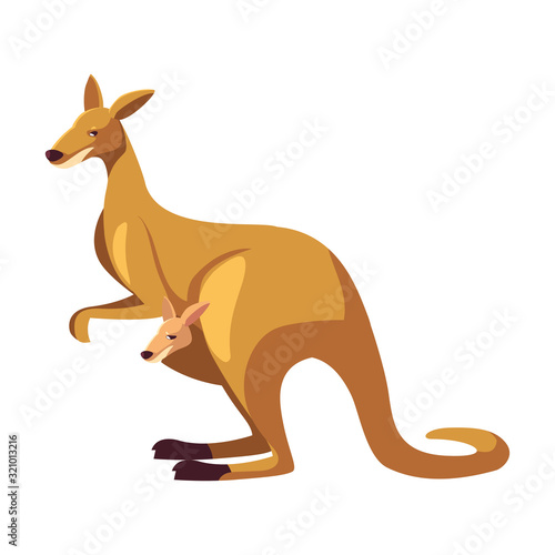 cute australian kangaroo on white background