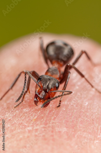 Ameise verteidigt sich, Waldameise kneift in Haut, Wehrhafte Waldameise beißt in Finger Ameise packt mit ihren Mandibeln in Haut