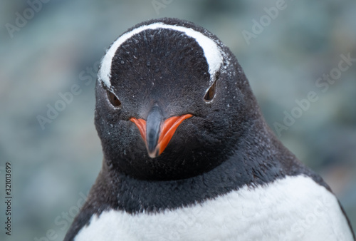 Closeup of a curious gentoo penguin on a remote beach in Chiriguano Bay, Danko Island, Antarctic Peninsula, Antarctica