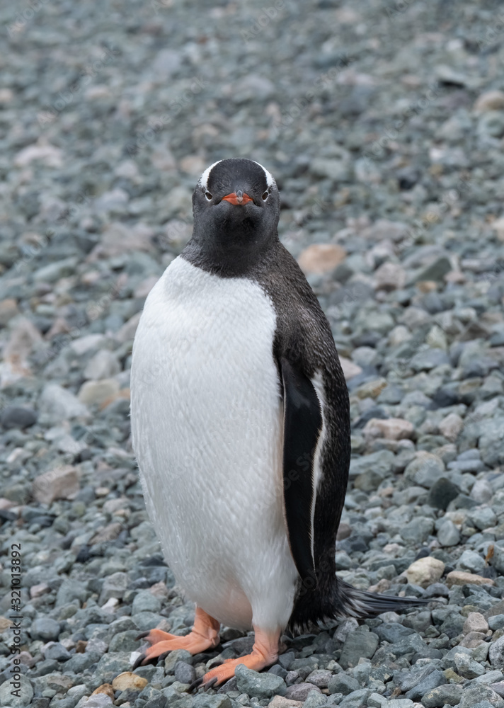 Obraz premium Closeup of a curious gentoo penguin on a remote beach in Chiriguano Bay, Danko Island, Antarctic Peninsula, Antarctica