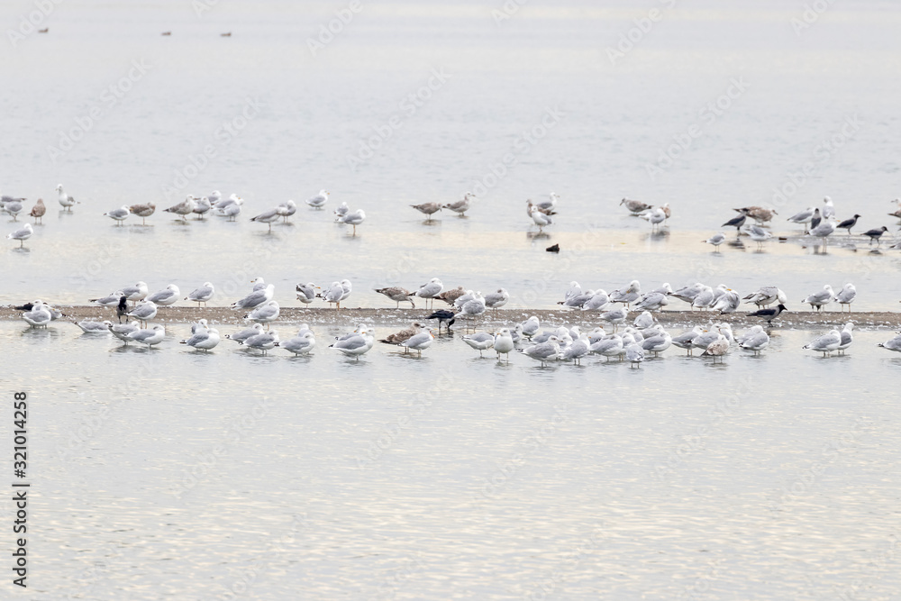A flock of seabirds on the shore. Bird migration concept. Surrounding birds rest on the lake during migration. A flock of seabirds on the shore. Bird migration concept. Surrounding birds rest on the lake during migration.
