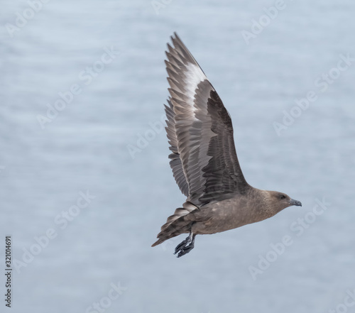 Great Skua flying over a breeding penguin colony for a chance to steal an egg or chick  Danko Island  Antarctica