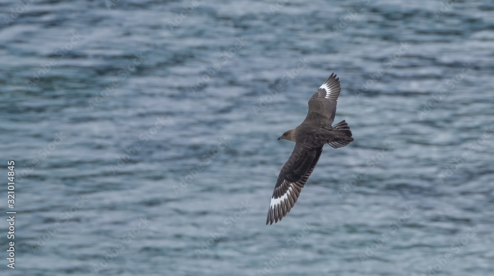 Great Skua flying over a breeding penguin colony for a chance to steal an egg or chick, Danko Island, Antarctica