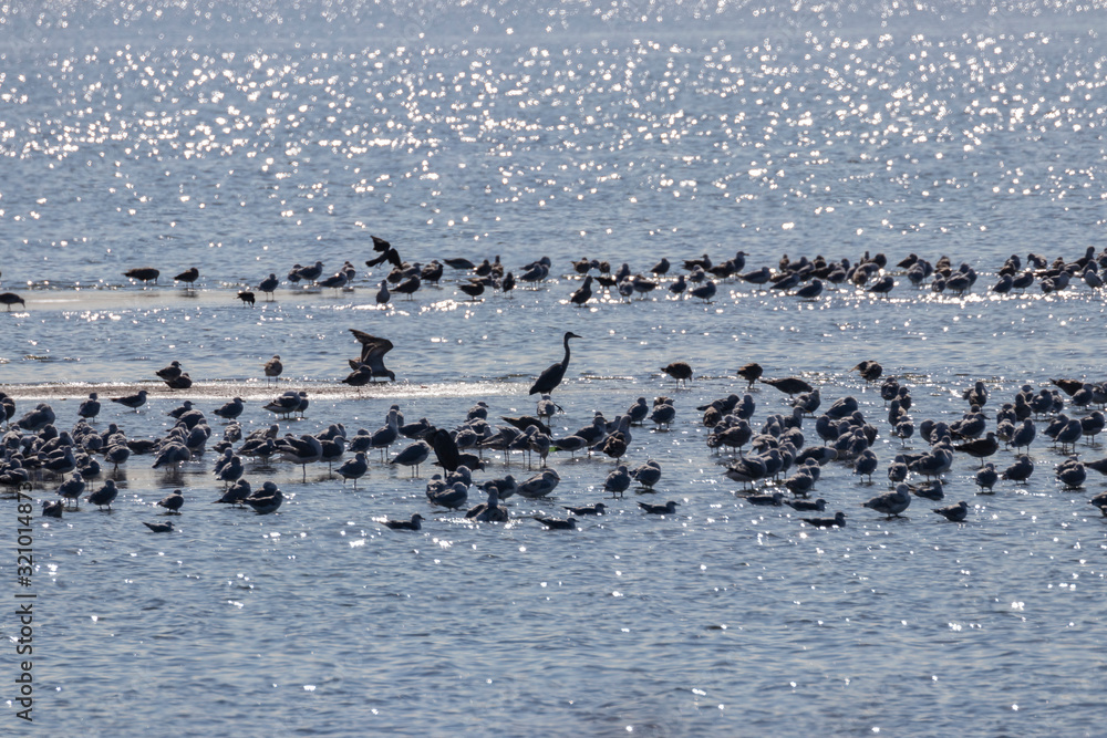 A flock of seabirds on the shore. Bird migration concept. Surrounding birds rest on the lake during migration. A flock of seabirds on the shore. Bird migration concept. Surrounding birds rest on the lake during migration.