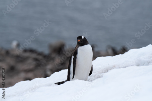 A gentoo penguin climbing snowy hills back to the rookery  Chiriguano Bay  Danko Island  Antarctic Peninsula  Antarctica