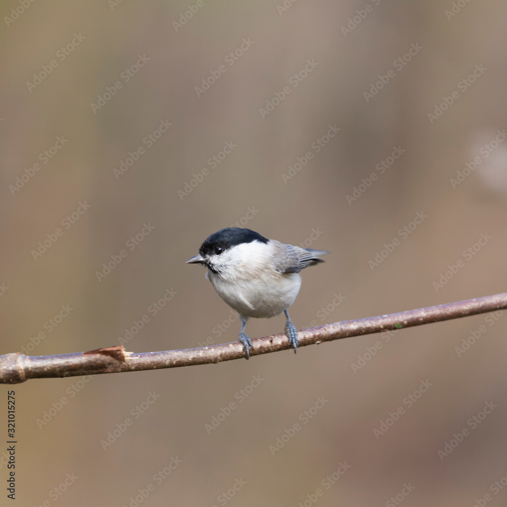 The marsh tit (Poecile palustris) is a passerine bird in the tit family Paridae. The marsh tit (Poecile palustris) is a passerine bird in the tit family Paridae.