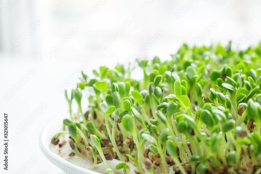 Salad on the windowsill. Microgreens growing. Healthy eating concept. White background. Close-up Salad on the windowsill. Microgreens growing. Healthy eating concept. White background. Close-up