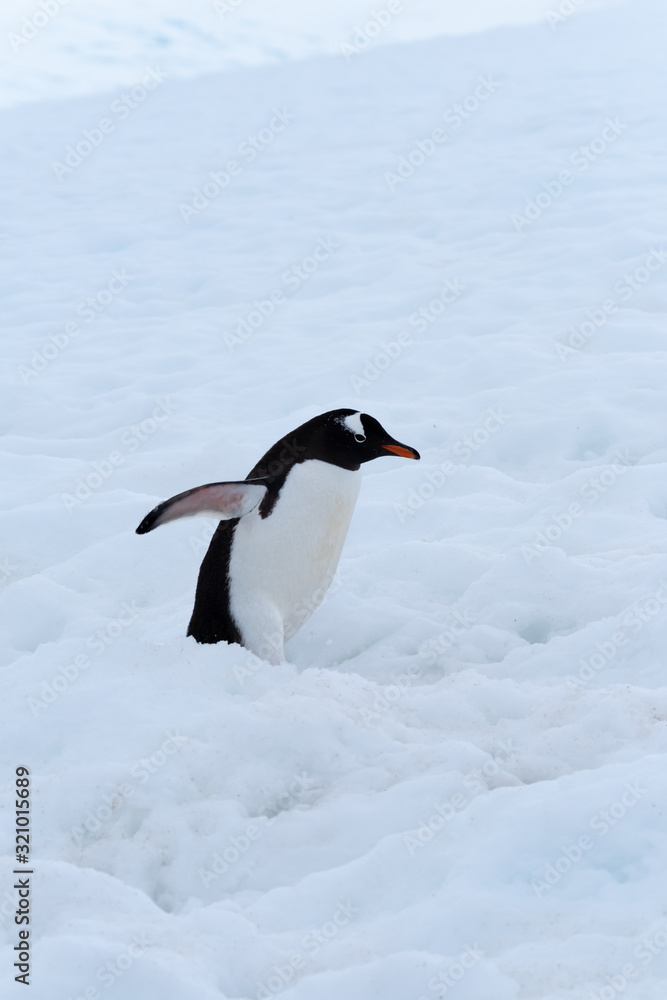 Fototapeta premium A gentoo penguin climbing snowy hills back to the rookery, Chiriguano Bay, Danko Island, Antarctic Peninsula, Antarctica