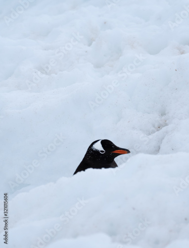 Gentoo penguin deep in a penguin snow highway returning to the uphill rookeries  Chiriguano B ay  Danko Island  Antarctica