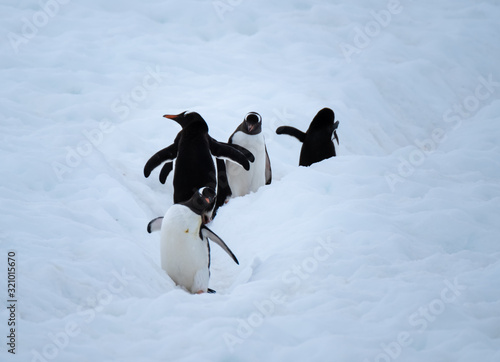 Traffic jam in a penguin highway  trails penguins make as they commute beetween the ocean and their rookeries  Chiriguano Bay  Danko Island  Antarctica