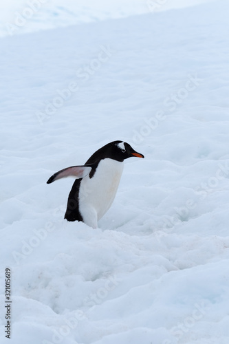 A gentoo penguin climbing snowy hills back to the rookery  Chiriguano Bay  Danko Island  Antarctic Peninsula  Antarctica