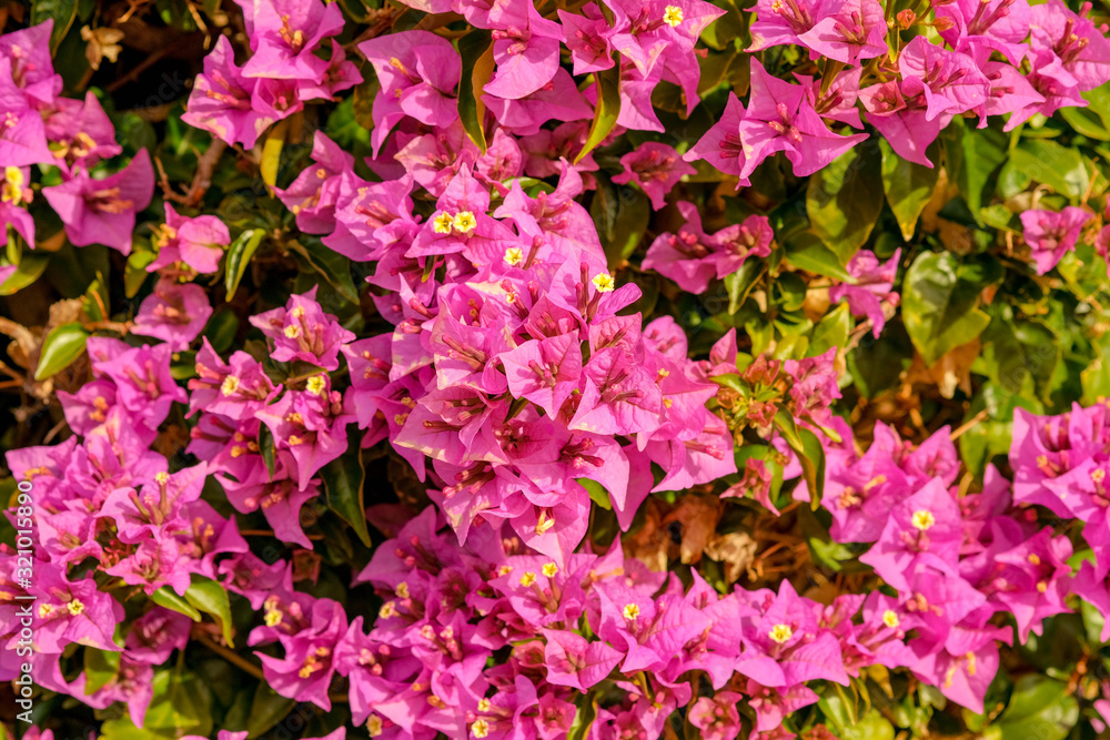 Beautiful pink bougainvillea flowers in sunny day. Colorful garden decoration, purple bougainvillea flowers. Abstract nature concept background with copy space.