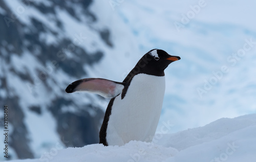 A gentoo penguin climbing the steep show highway back to the rookeries  Danko Island  Antarctic Peninsula  Antarctica
